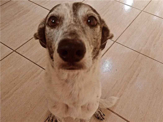 Cao Procura-Perdido Ambos Médio 6 anos Acima 