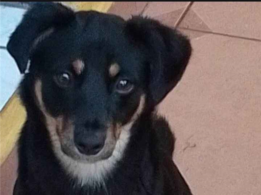 Cachorro cão para adoção Fêmea Médio  2 anos 