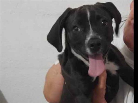 Cachorro cão para adoção Fêmea Médio  2 a 6 meses 