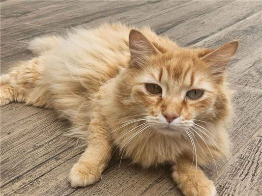 Gato para adoção Macho Pequeno 6 anos Acima