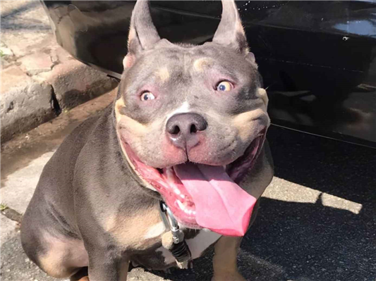 Cachorro cão para adoção Fêmea Médio  2 anos 