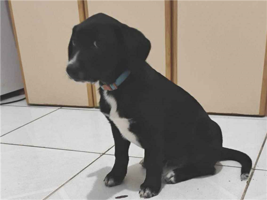 Cachorro cão para adoção Macho Médio  Abaixo de 2 meses 