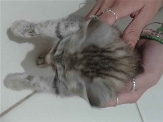 Gato para adoção Macho Pequeno Abaixo de 2 meses