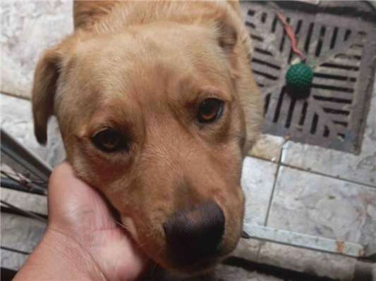 Cachorro cão para adoção Macho Médio  1 ano 