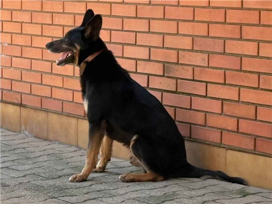 Cachorro cão para adoção Macho Médio  3 anos 