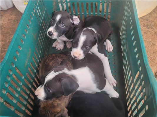 Cachorro cão para adoção Ambos Médio  Abaixo de 2 meses 