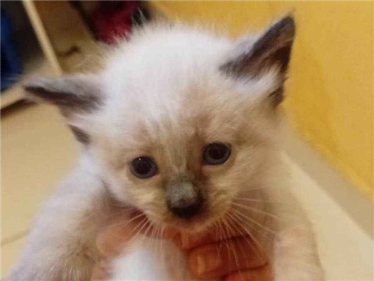 Gato para adoção Fêmea Pequeno Abaixo de 2 meses