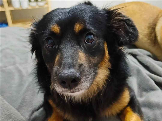 Cachorro cão para adoção Macho Médio  1 ano 