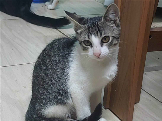 Gato para adoção Macho Pequeno 2 a 6 meses