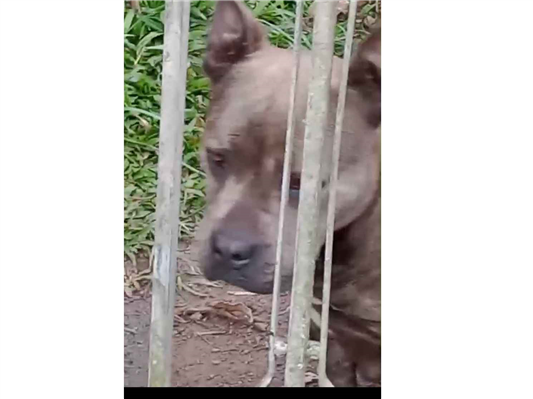 Cachorro cão para adoção Fêmea Médio  5 anos 