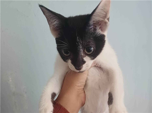 Gato para adoção Macho Médio 2 a 6 meses
