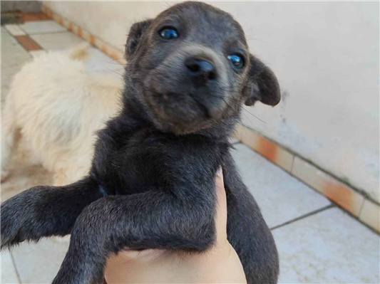 Cachorro cão para adoção Macho Pequeno 2 a 6 meses 