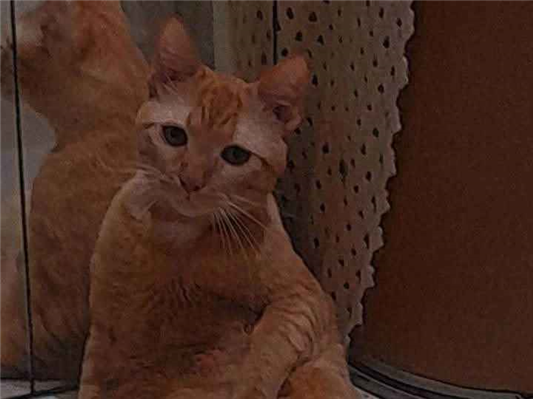 Gato para adoção Macho Pequeno 2 a 6 meses