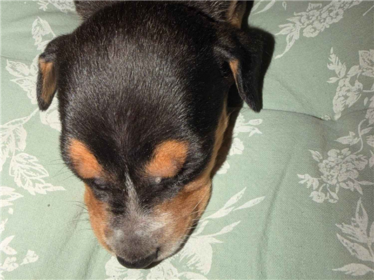 Cachorro cão para adoção Fêmea Médio  Abaixo de 2 meses 