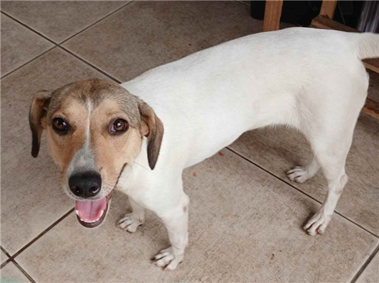 Cachorro cão para adoção Fêmea Médio  1 ano 