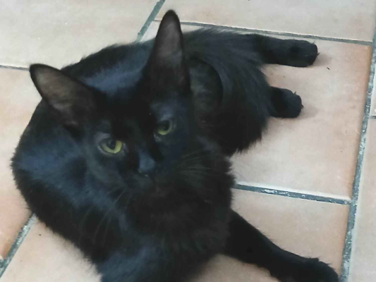 Gato para adoção Fêmea Médio 1 ano