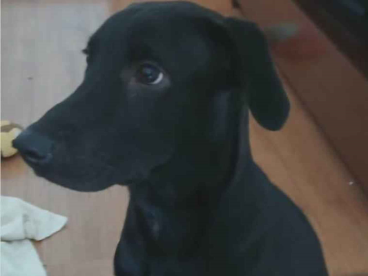 Cachorro cão para adoção Macho Médio  2 a 6 meses 
