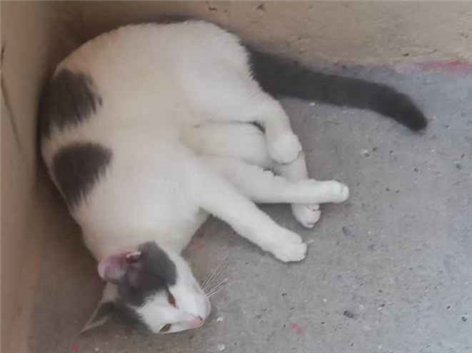 Gato para adoção Macho Médio 1 ano