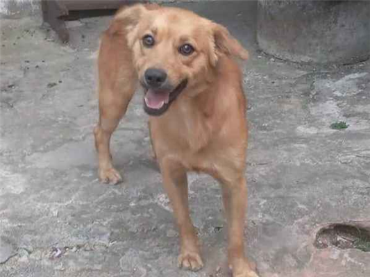 Cachorro cão para adoção Macho Médio  7 a 11 meses 