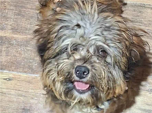 Cachorro cão para adoção Fêmea Pequeno 7 a 11 meses 