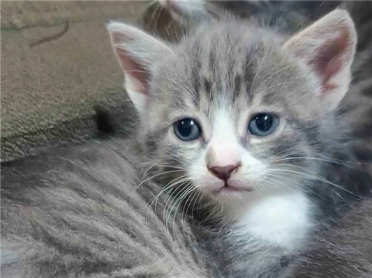 Gato para adoção Ambos Pequeno Abaixo de 2 meses