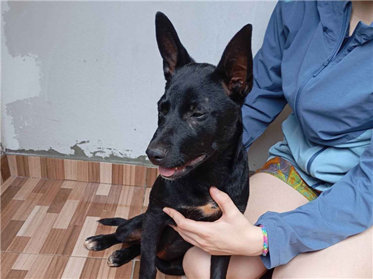 Cachorro cão para adoção Fêmea Médio  2 a 6 meses 