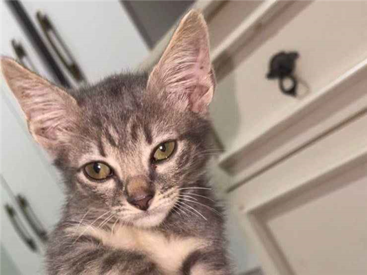 Gato para adoção Macho Pequeno 2 a 6 meses