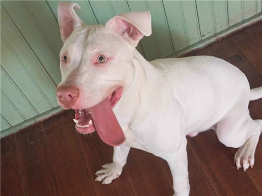 Cachorro cão para adoção Macho Grande 7 a 11 meses 