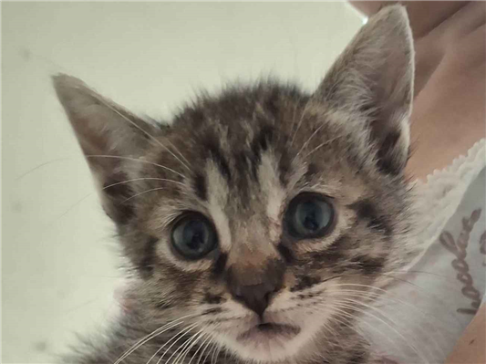 Gato para adoção Ambos Pequeno 2 a 6 meses