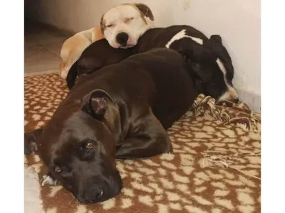 Cao Pit-Bull Medio 4-anos