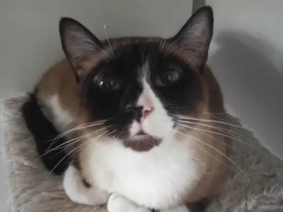 Gato SRD-ViraLata Medio 2-anos