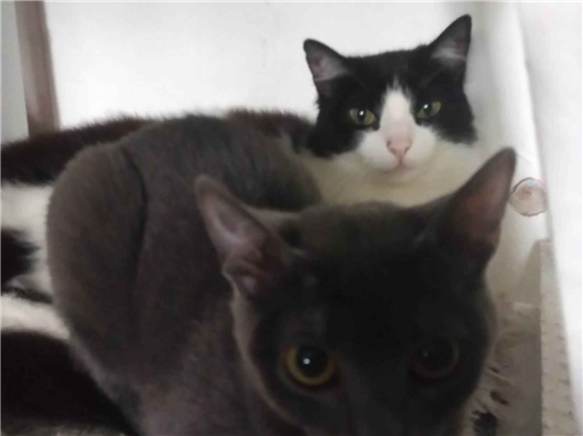 Gato para adoção Fêmea Pequeno 2 a 6 meses