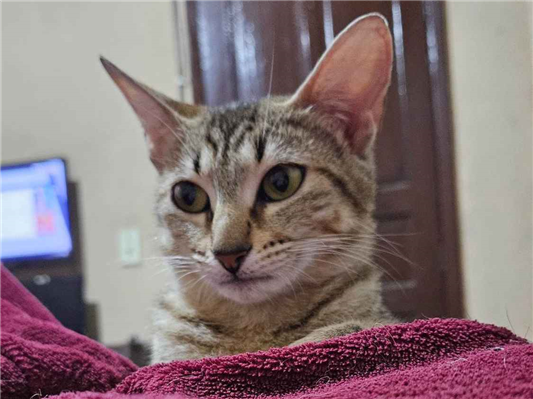Gato para adoção Fêmea Pequeno 7 a 11 meses