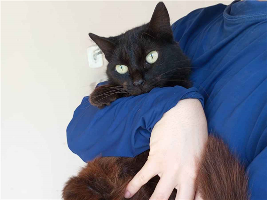 Gato para adoção Fêmea Pequeno 1 ano