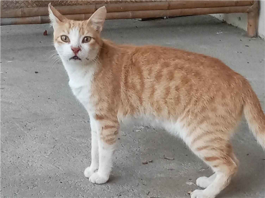 Gato para adoção Macho Médio 2 anos