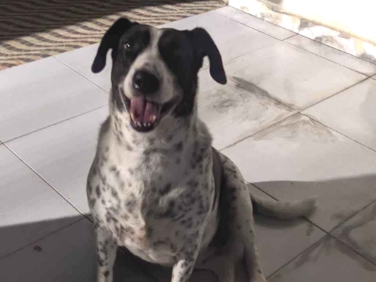 Cachorro cão para adoção Fêmea Médio  2 anos 