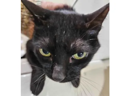 Gato SRD-ViraLata Pequeno 4-anos