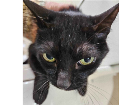 Gato - Fêmea Pequeno4 anos