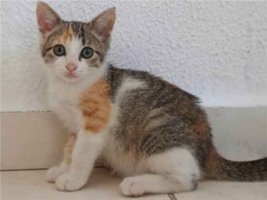 Gato para adoção Fêmea Pequeno 2 a 6 meses