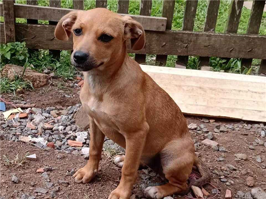 Cachorro cão para adoção Ambos Pequeno 1 ano 