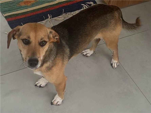 Cachorro cão para adoção Fêmea Médio  1 ano 