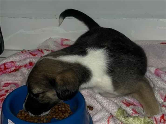 Cachorro cão para adoção Macho Pequeno 2 a 6 meses 