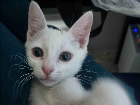 Gato para adoção Macho Pequeno 2 a 6 meses