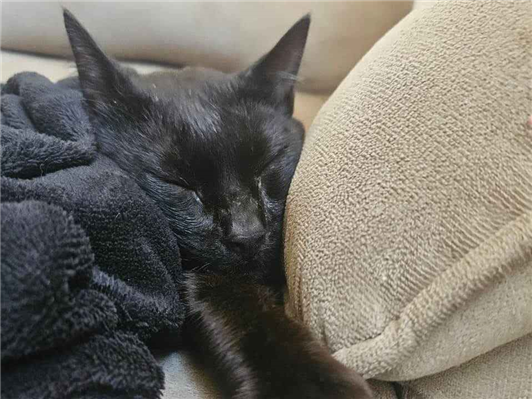 Gato para adoção Macho Médio 2 a 6 meses