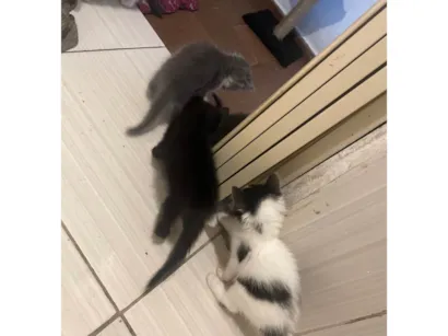 Gato SRD-ViraLata Pequeno Abaixo-de-2-meses