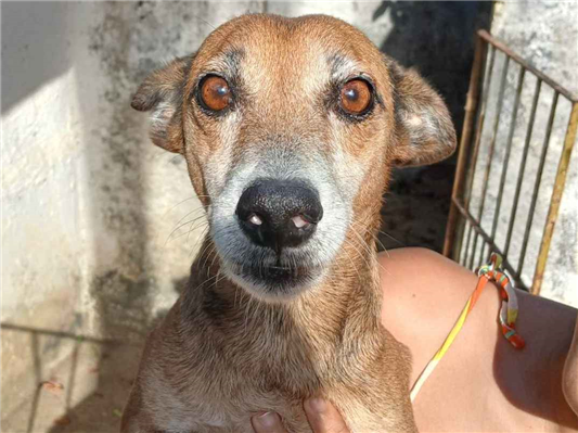 Cachorro cão para adoção Macho Pequeno 6 anos Acima 