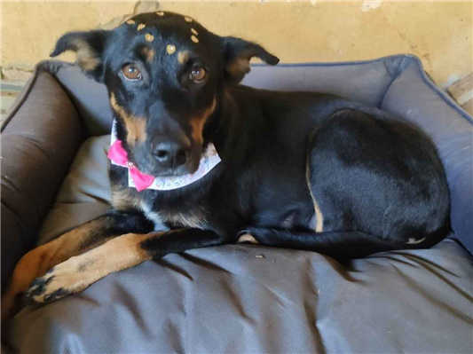 Cachorro cão para adoção Fêmea Médio  6 anos Acima 