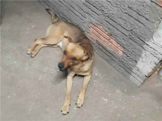 Cachorro cão para adoção Macho Médio  3 anos 