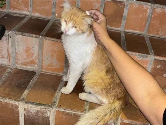 Gato - Macho Pequeno7 a 11 meses