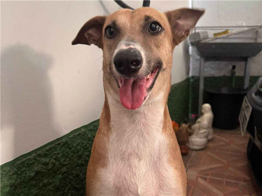 Cachorro cão para adoção Fêmea Médio  1 ano 